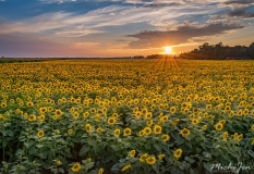 Sunflower Sunset 3